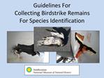 Guidelines For Collecting Birdstrike Remains For Species Identification