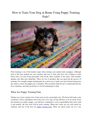 How to Train Your Dog at Home Using Puppy Training Pads?