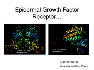 Epidermal Growth Factor Receptor…