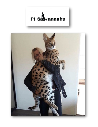 servals for sale usa