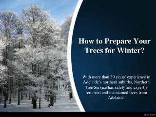 How to Prepare Your Trees for Winter?