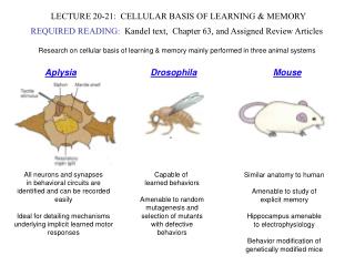 LECTURE 20-21: CELLULAR BASIS OF LEARNING &amp; MEMORY