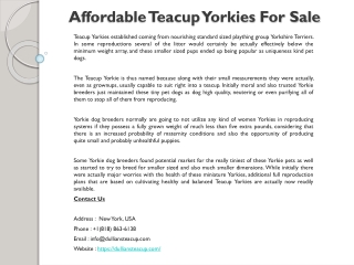 Affordable Teacup Yorkies For Sale