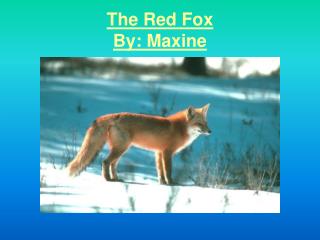 The Red Fox By: Maxine