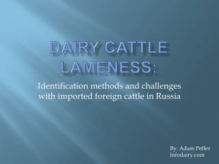 Dairy Cattle Lameness: