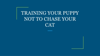 TRAINING YOUR PUPPY NOT TO CHASE YOUR CAT