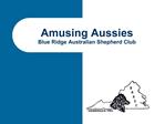 Amusing Aussies Blue Ridge Australian Shepherd Club