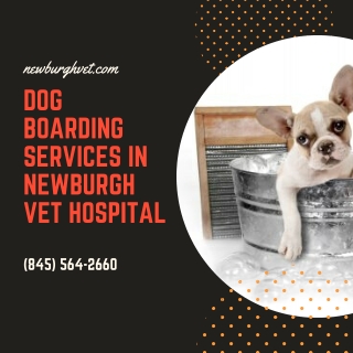 Dog Boarding Services in Newburgh Vet Hospital