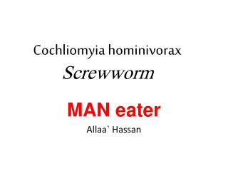 Cochliomyia hominivorax Screwworm