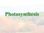 Photosynthesis
