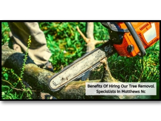 Benefits of hiring our tree removal specialists in matthews nc