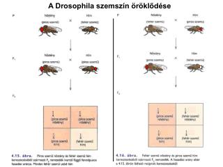 A Drosophila szemszín öröklődése