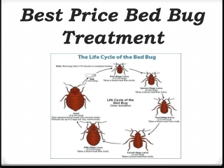 Professional’s guidance in bed bug heat treatment