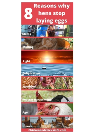 8 Reasons Why Chickens Stop Laying Eggs