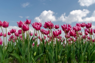 Perennial Plants