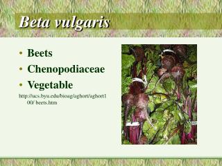 Beta vulgaris