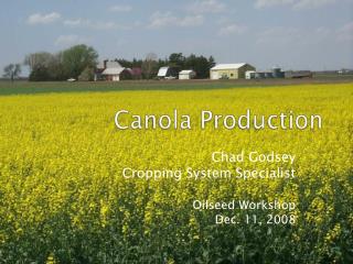 Canola Production