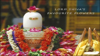 Lord Shiva’s Favorite Flowers you should offer with Devotion