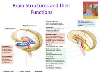 Brain Structures and their Functions
