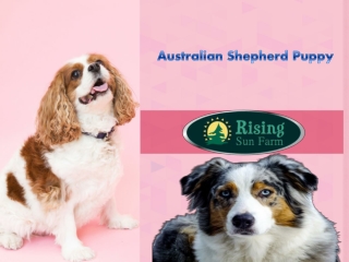 Australian Sheppard Puppy for Sale:  Rising Sun Farm Inc