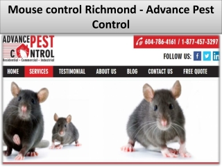 Cockroach control vancouver