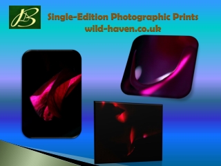 Single-Edition Photographic Prints