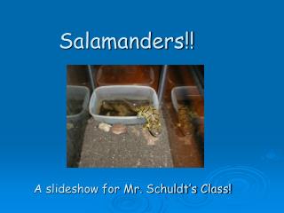 Salamanders!!