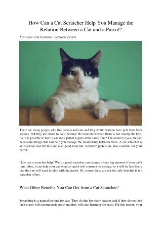 How Can a Cat Scratcher Help You Manage the Relation Between a Cat and a Parrot?