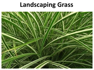 Landscaping Grass In Abu Dhabi