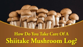 How Do You Take Care Of A Shiitake Mushroom Log?