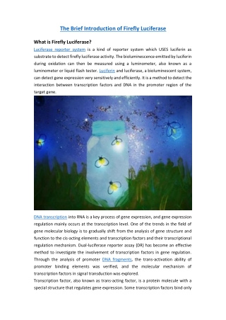 Firefly Luciferase