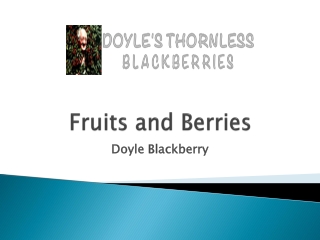 Doyle Blackberry