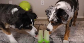 ASMR Dogs Licking Coconut Water Popsicles
