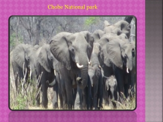 Chobe National park