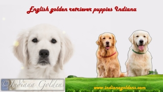 English Golden retriever Indiana Goldens