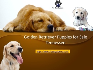 Golden Retriever Puppies Tennessee