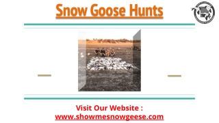 Snow Goose Hunts