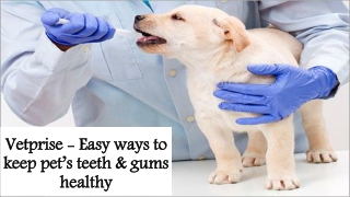 Vetprise - Easy ways to keep pet’s teeth & gums healthy