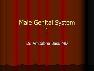 Male Genital System 1