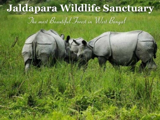 Jaldapara Wildlife Sanctuary - The Most Famous and Beautiful destination in Dooars