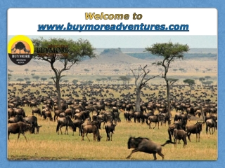 Experience the Great Migration in Masai Mara That Host Abundant Wildlife
