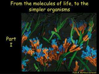 From the molecules of life, to the simpler organisms