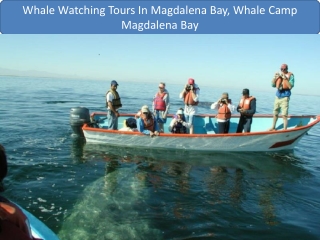 Whale Watching Tours In Magdalena Bay, Whale Camp Magdalena Bay