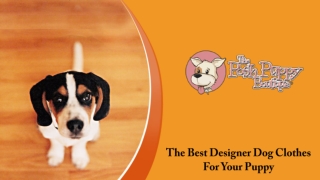 The Best Designer Dog Clothes For Your Puppy