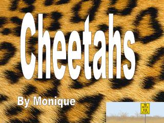 Cheetahs