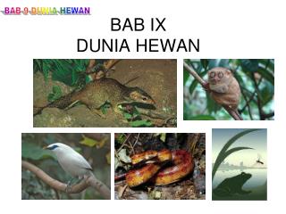 BAB IX DUNIA HEWAN