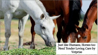 Just like Humans, Horses too Need Tender Loving Care by Vetprise