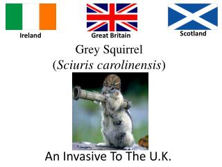 Grey Squirrel ( Sciuris carolinensis )