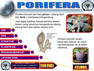 PORIFERA