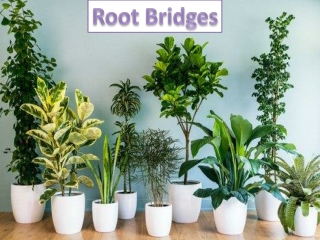 Buy Fern and Golden Money Plants Online in India - Root Bridges